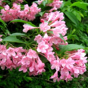 Вейгела цветущая «Розеа» в Дальнереченске