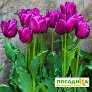 Тюльпан многоцветковый Пурпл Букет в Дальнереченске