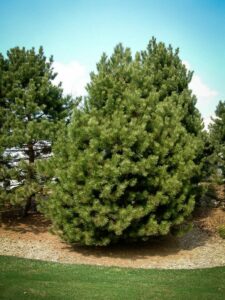 Сосна Чёрная (Pinus Nigra) в Дальнереченске