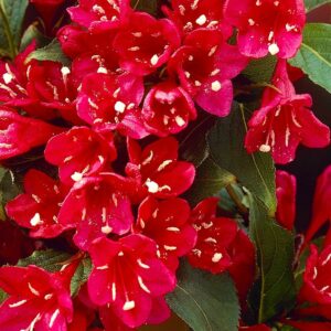 Вейгела цветущая «Ред Принц» в Дальнереченске