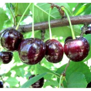Саженцы вишни — Чудо-вишня в Дальнереченске