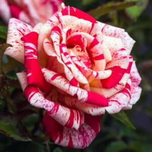Роза чайно-гибридная Папагено в Дальнереченске