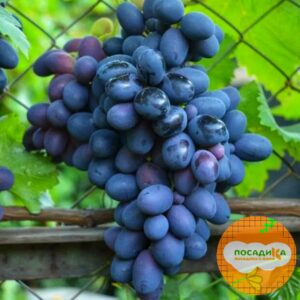 Ароматный и сладкий виноград «Августа» в Дальнереченске