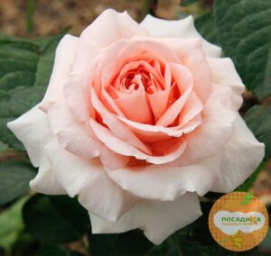 Роза чайно-гибридная  Амелия в Дальнереченске