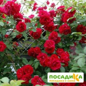 Роза плетистая Амадеус в Дальнереченске