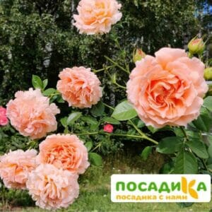Роза плетистая Полька в Дальнереченске