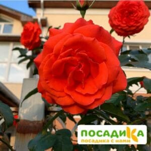 Роза плетистая Майнтауэр в Дальнереченске