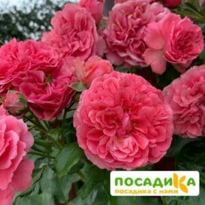 Роза плетистая Розариум Ютерзен в Дальнереченске