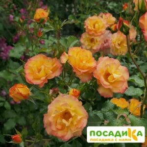 Роза Сахара в Дальнереченске