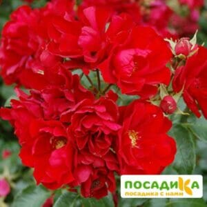 Роза Центро-Розе в Дальнереченске